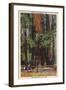 Santa Cruz County, CA - "Mother" & "Daughter" at Big Trees Park-Lantern Press-Framed Art Print