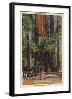 Santa Cruz County, CA - "Mother" & "Daughter" at Big Trees Park-Lantern Press-Framed Art Print