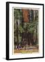 Santa Cruz County, CA - "Mother" & "Daughter" at Big Trees Park-Lantern Press-Framed Art Print