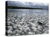 Santa Cruz Island, Galapagos Islands, Ecuador-null-Stretched Canvas