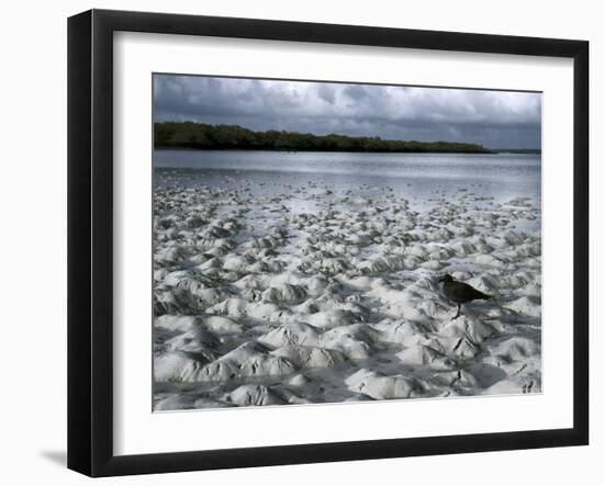 Santa Cruz Island, Galapagos Islands, Ecuador-null-Framed Photographic Print