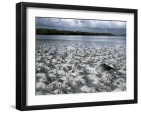 Santa Cruz Island, Galapagos Islands, Ecuador-null-Framed Photographic Print