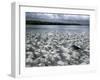 Santa Cruz Island, Galapagos Islands, Ecuador-null-Framed Photographic Print