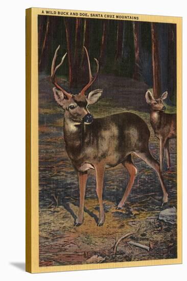 Santa Cruz Mountains, California - View of a Wild Buck & Doe-Lantern Press-Stretched Canvas