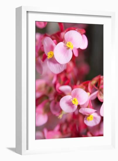 Santa Cruz, Tenerife Island, Spain. Botanical Gardens, dlowers. Santa Cruz, Botanic Gardens-Andrew Stewart-Framed Photographic Print