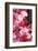 Santa Cruz, Tenerife Island, Spain. Botanical Gardens, dlowers. Santa Cruz, Botanic Gardens-Andrew Stewart-Framed Photographic Print