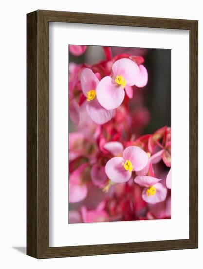 Santa Cruz, Tenerife Island, Spain. Botanical Gardens, dlowers. Santa Cruz, Botanic Gardens-Andrew Stewart-Framed Photographic Print