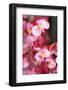 Santa Cruz, Tenerife Island, Spain. Botanical Gardens, dlowers. Santa Cruz, Botanic Gardens-Andrew Stewart-Framed Photographic Print