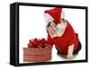 Santa Dog - English Bulldog Dressed Like Santa Sitting Beside Christmas Present-Willee Cole-Framed Stretched Canvas