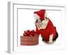 Santa Dog - English Bulldog Dressed Like Santa Sitting Beside Christmas Present-Willee Cole-Framed Photographic Print