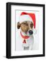 Santa Dog-Javier Brosch-Framed Photographic Print