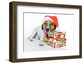 Santa Dog-Javier Brosch-Framed Photographic Print