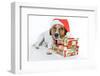 Santa Dog-Javier Brosch-Framed Photographic Print