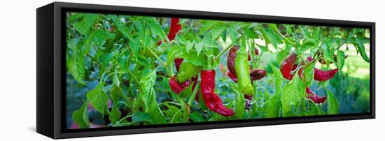 Santa Fe Grande Hot Peppers on Bush-null-Framed Stretched Canvas