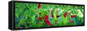 Santa Fe Grande Hot Peppers on Bush-null-Framed Stretched Canvas