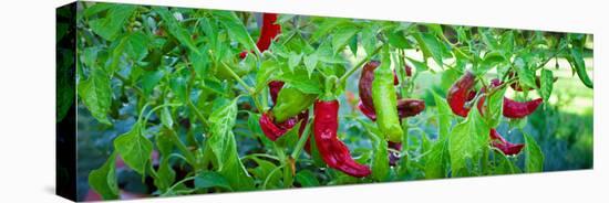 Santa Fe Grande Hot Peppers on Bush-null-Stretched Canvas