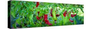 Santa Fe Grande Hot Peppers on Bush-null-Stretched Canvas