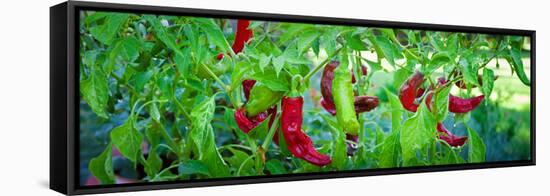 Santa Fe Grande Hot Peppers on Bush-null-Framed Stretched Canvas