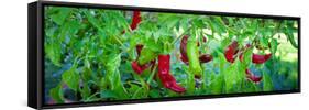 Santa Fe Grande Hot Peppers on Bush-null-Framed Stretched Canvas