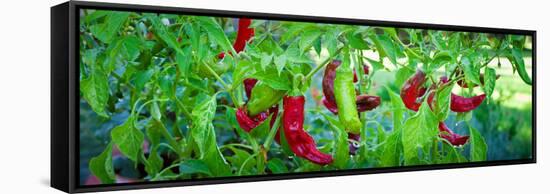 Santa Fe Grande Hot Peppers on Bush-null-Framed Stretched Canvas