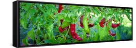 Santa Fe Grande Hot Peppers on Bush-null-Framed Stretched Canvas