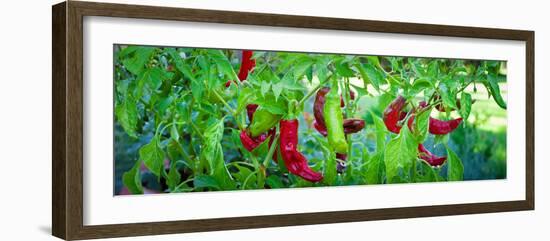 Santa Fe Grande Hot Peppers on Bush-null-Framed Photographic Print