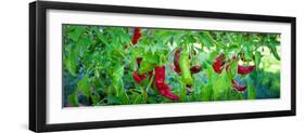 Santa Fe Grande Hot Peppers on Bush-null-Framed Photographic Print