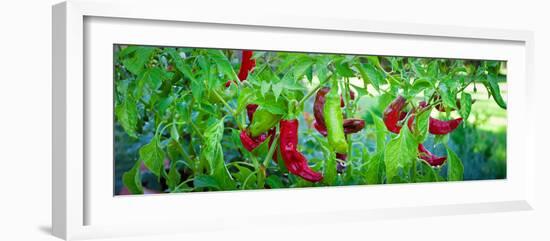 Santa Fe Grande Hot Peppers on Bush-null-Framed Photographic Print