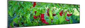 Santa Fe Grande Hot Peppers on Bush-null-Mounted Photographic Print