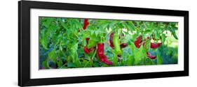 Santa Fe Grande Hot Peppers on Bush-null-Framed Photographic Print
