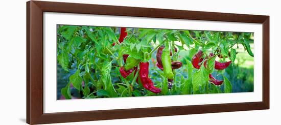 Santa Fe Grande Hot Peppers on Bush-null-Framed Photographic Print