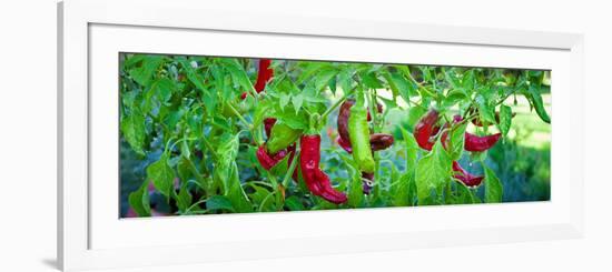 Santa Fe Grande Hot Peppers on Bush-null-Framed Photographic Print