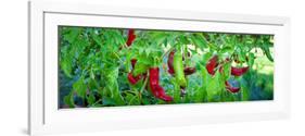 Santa Fe Grande Hot Peppers on Bush-null-Framed Photographic Print