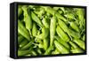 Santa Fe, New Mexico. Farmers Market Selling Local Chilies-Julien McRoberts-Framed Stretched Canvas