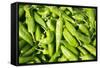 Santa Fe, New Mexico. Farmers Market Selling Local Chilies-Julien McRoberts-Framed Stretched Canvas