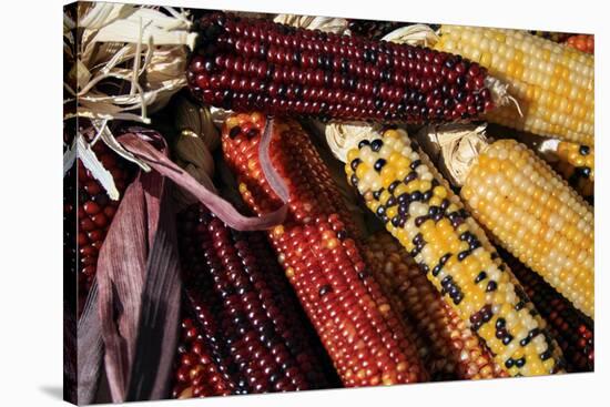 Santa Fe, New Mexico, USA. Dried Indian corn.-Julien McRoberts-Stretched Canvas