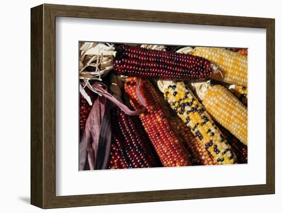 Santa Fe, New Mexico, USA. Dried Indian corn.-Julien McRoberts-Framed Photographic Print