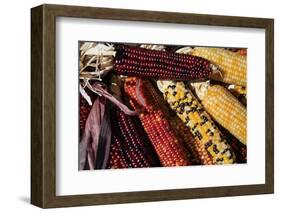 Santa Fe, New Mexico, USA. Dried Indian corn.-Julien McRoberts-Framed Photographic Print