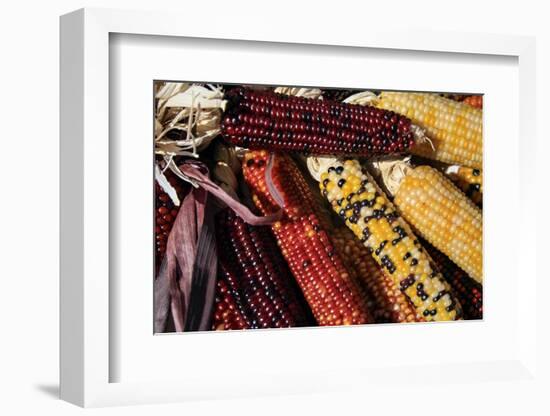 Santa Fe, New Mexico, USA. Dried Indian corn.-Julien McRoberts-Framed Photographic Print