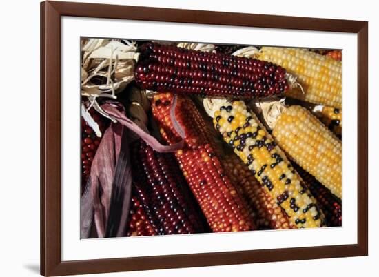 Santa Fe, New Mexico, USA. Dried Indian corn.-Julien McRoberts-Framed Premium Photographic Print