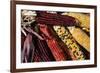 Santa Fe, New Mexico, USA. Dried Indian corn.-Julien McRoberts-Framed Premium Photographic Print
