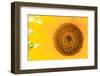 Santa Fe, New Mexico, USA of a yellow sunflower.-Julien McRoberts-Framed Photographic Print