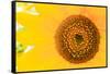 Santa Fe, New Mexico, USA of a yellow sunflower.-Julien McRoberts-Framed Stretched Canvas