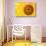 Santa Fe, New Mexico, USA of a yellow sunflower.-Julien McRoberts-Stretched Canvas displayed on a wall