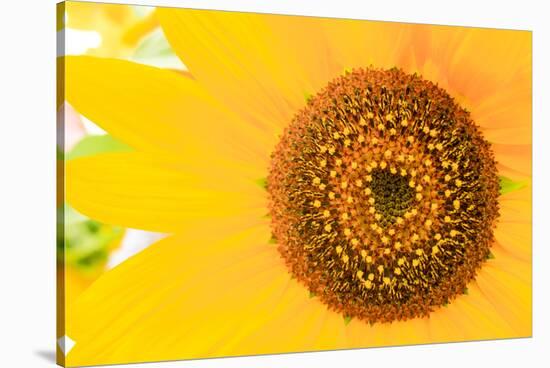 Santa Fe, New Mexico, USA of a yellow sunflower.-Julien McRoberts-Stretched Canvas