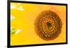 Santa Fe, New Mexico, USA of a yellow sunflower.-Julien McRoberts-Framed Photographic Print