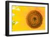 Santa Fe, New Mexico, USA of a yellow sunflower.-Julien McRoberts-Framed Photographic Print