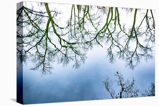 Santa Fe, New Mexico, USA. Old oak tree branches in water-Jolly Sienda-Stretched Canvas