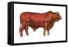 Santa Gertrudis Bull, Beef Cattle, Mammals-Encyclopaedia Britannica-Framed Stretched Canvas