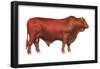 Santa Gertrudis Bull, Beef Cattle, Mammals-Encyclopaedia Britannica-Framed Poster